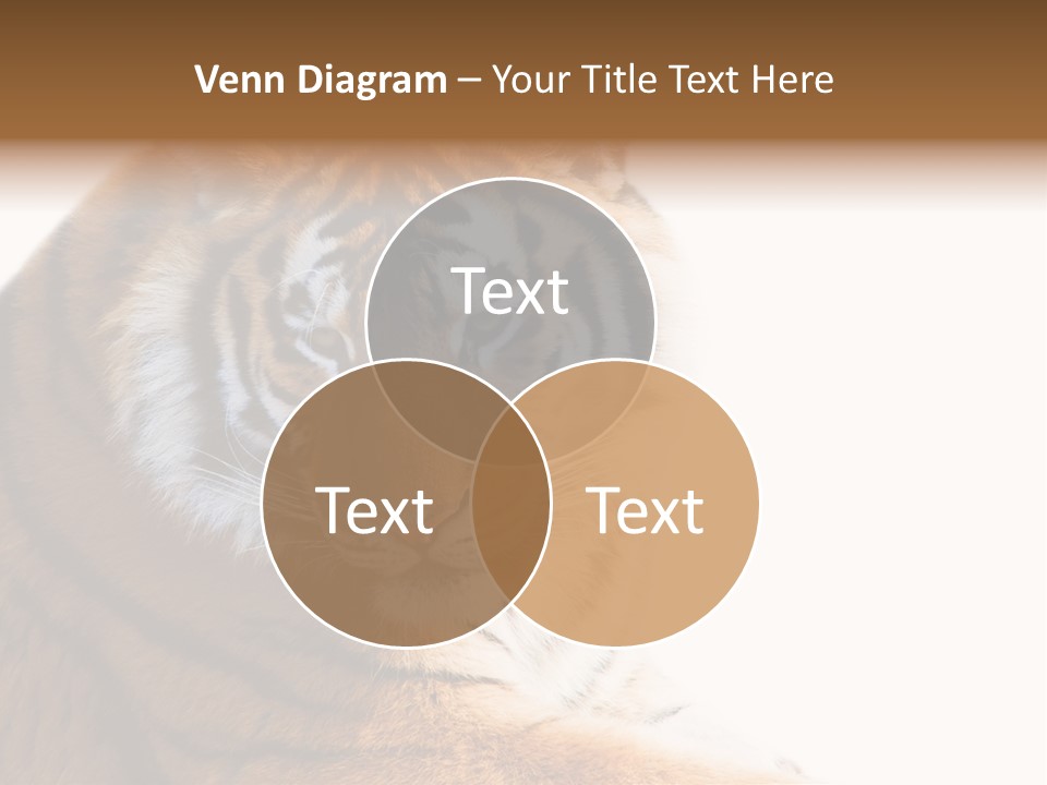 Close Carnivore Gaze PowerPoint Template