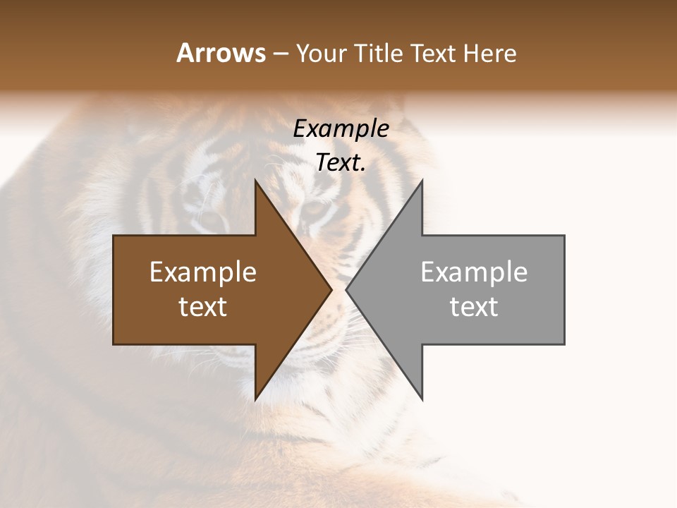 Close Carnivore Gaze PowerPoint Template
