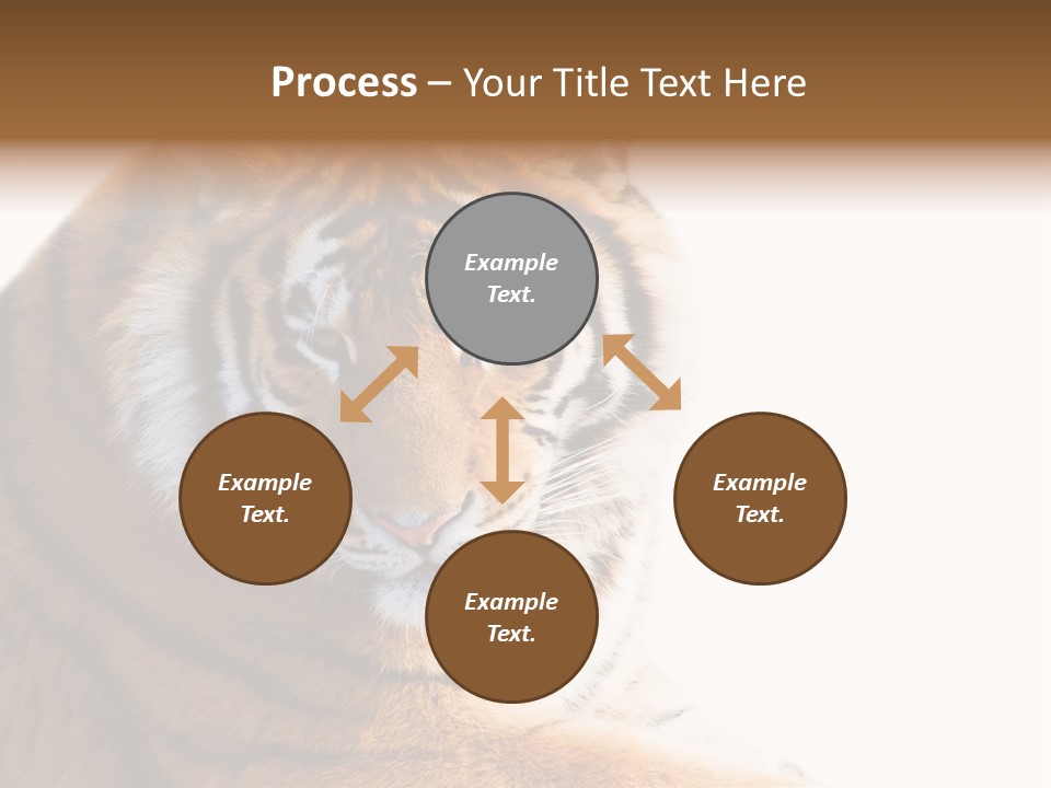 Close Carnivore Gaze PowerPoint Template