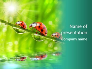 Relations Insect Beetle PowerPoint Template