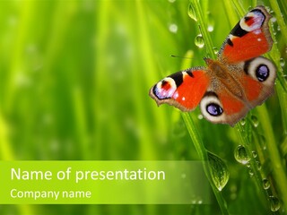 Wet Green Background Garden PowerPoint Template