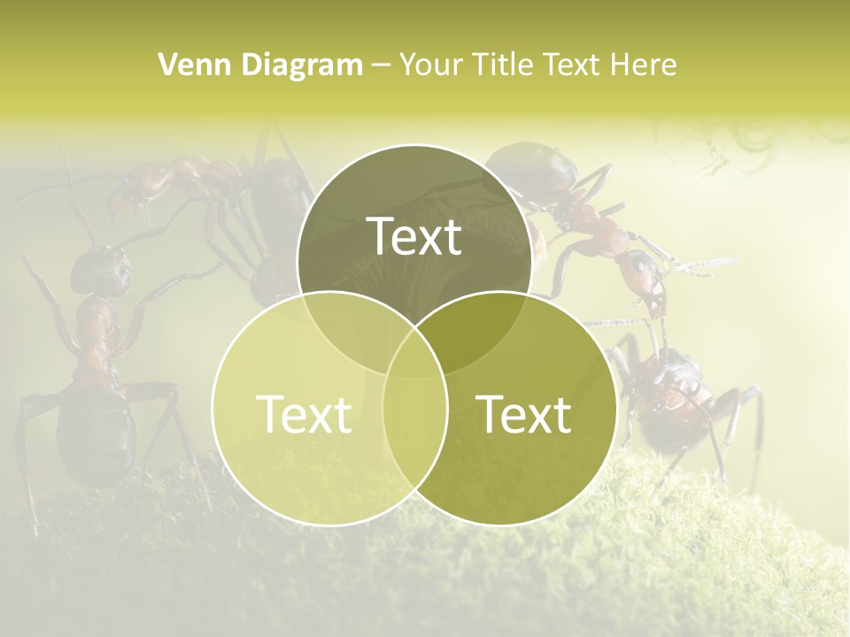 Tale Morning Scary PowerPoint Template