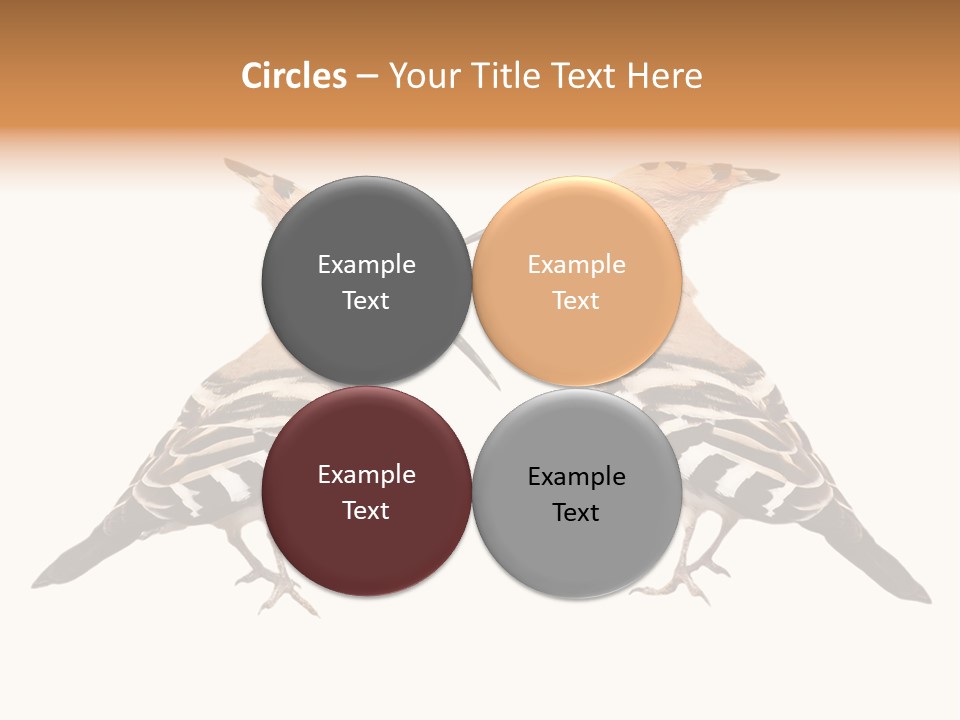 Color Animal Colorful PowerPoint Template