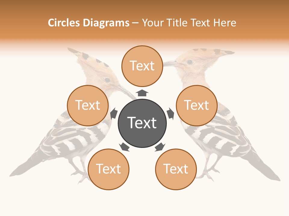 Color Animal Colorful PowerPoint Template