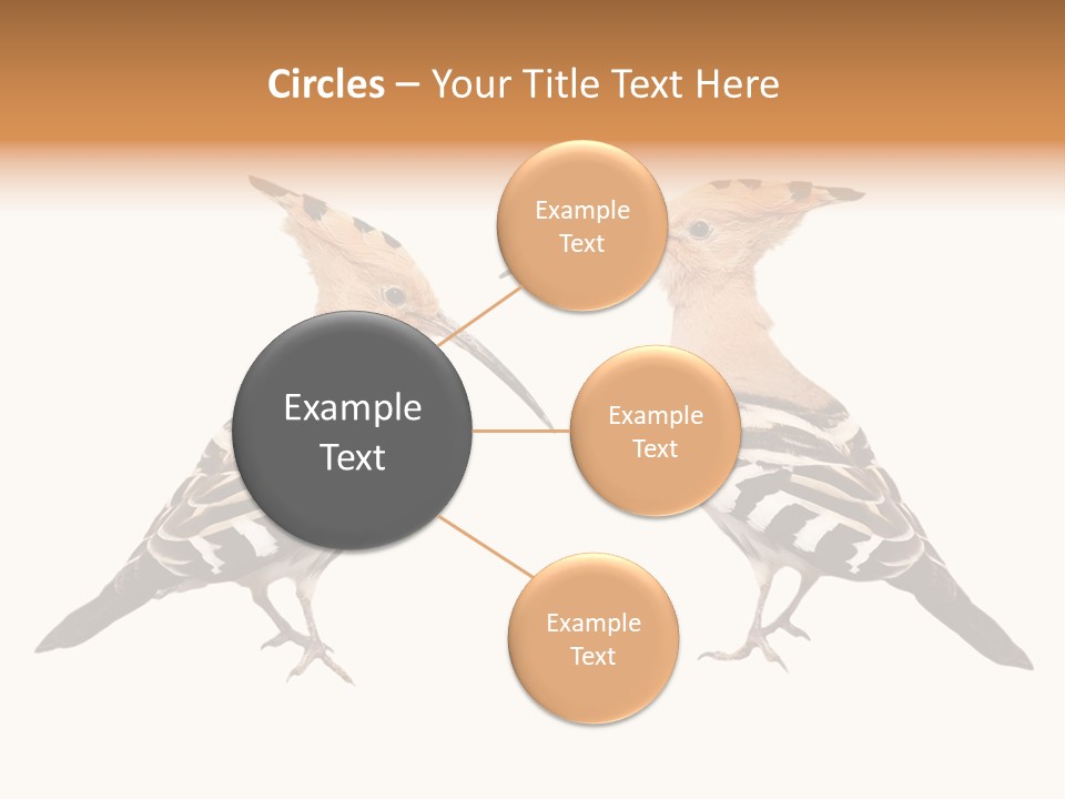 Color Animal Colorful PowerPoint Template