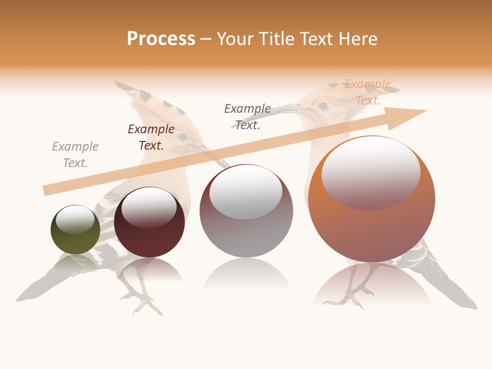 Color Animal Colorful PowerPoint Template