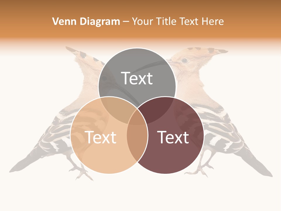 Color Animal Colorful PowerPoint Template