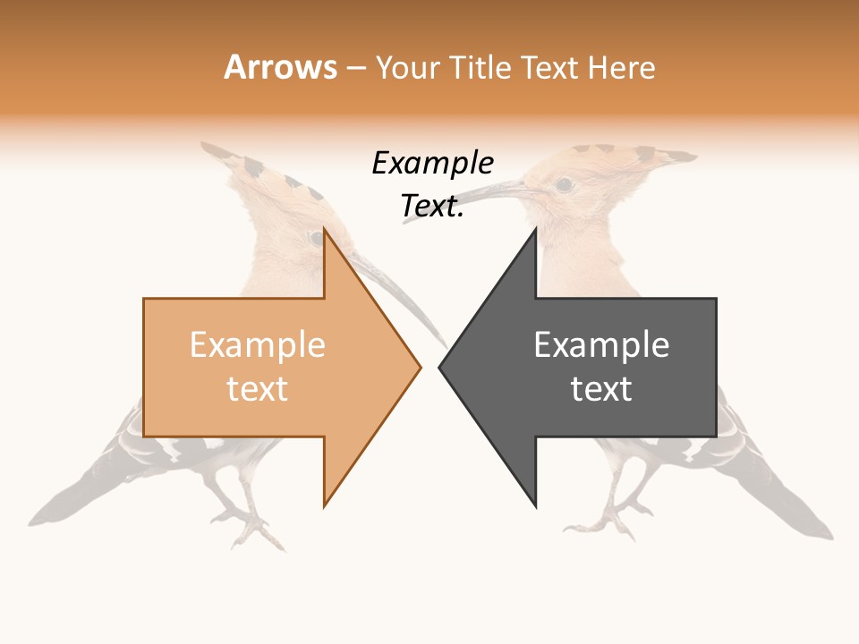 Color Animal Colorful PowerPoint Template