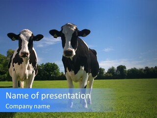 Agriculture Grazing Fresian PowerPoint Template