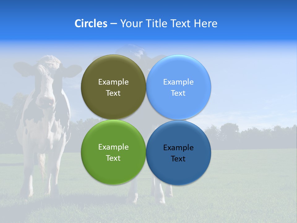 Agriculture Grazing Fresian PowerPoint Template
