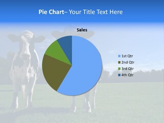 Agriculture Grazing Fresian PowerPoint Template