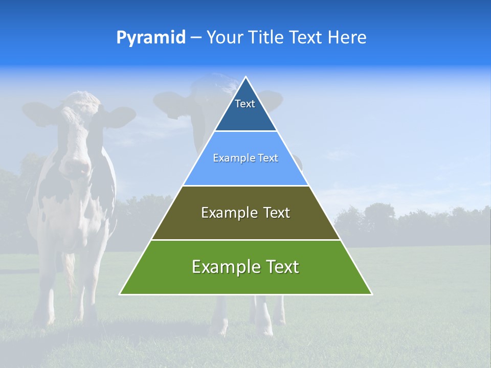 Agriculture Grazing Fresian PowerPoint Template