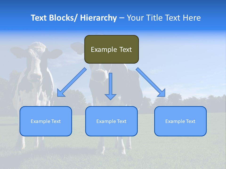 Agriculture Grazing Fresian PowerPoint Template