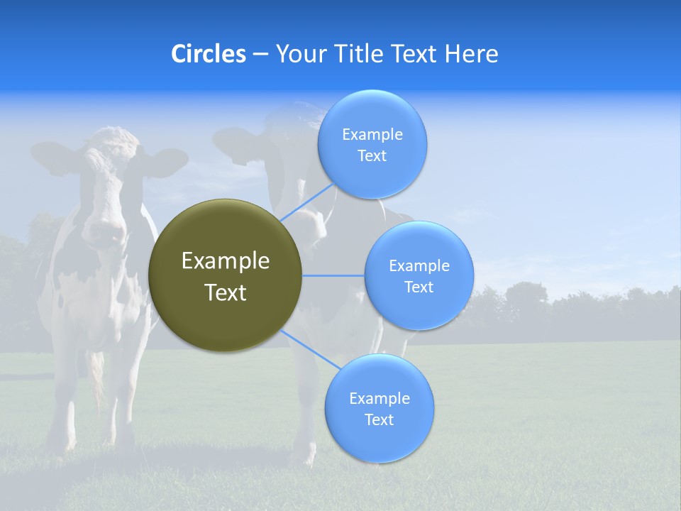Agriculture Grazing Fresian PowerPoint Template