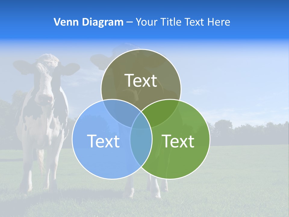 Agriculture Grazing Fresian PowerPoint Template