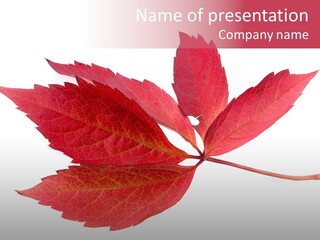 Fall Natural Botany PowerPoint Template