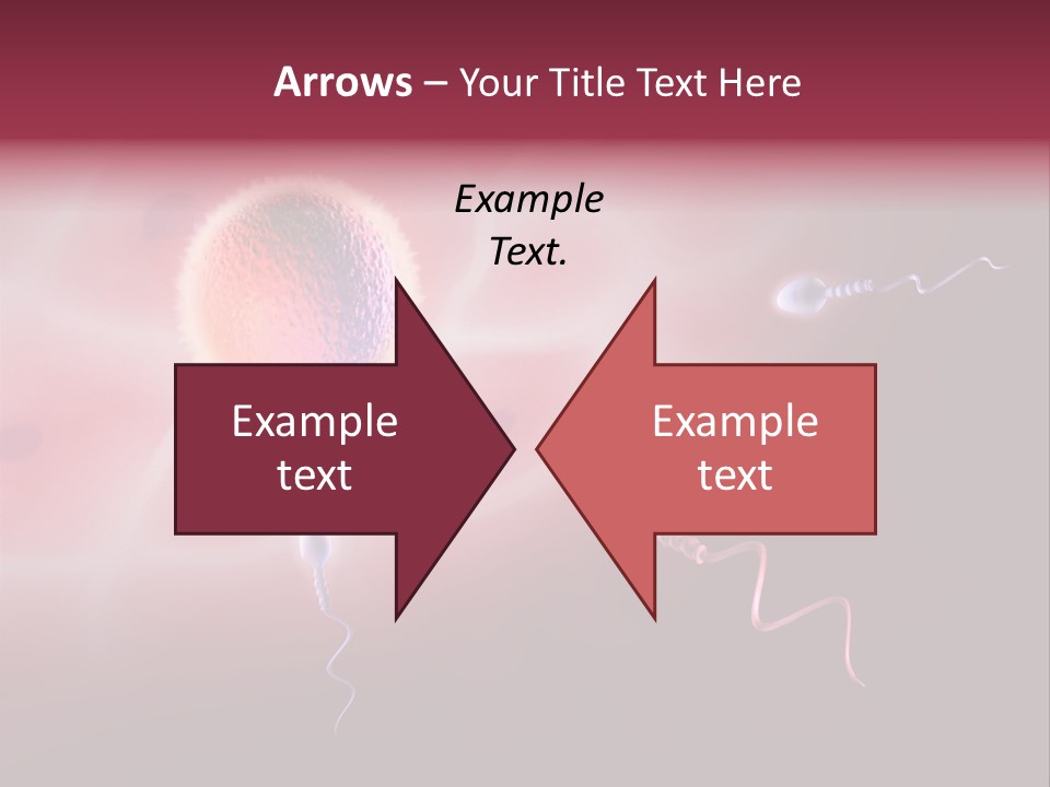 Reproduction Dna Internal PowerPoint Template