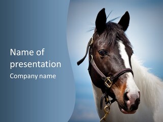 Horse Mare Face PowerPoint Template