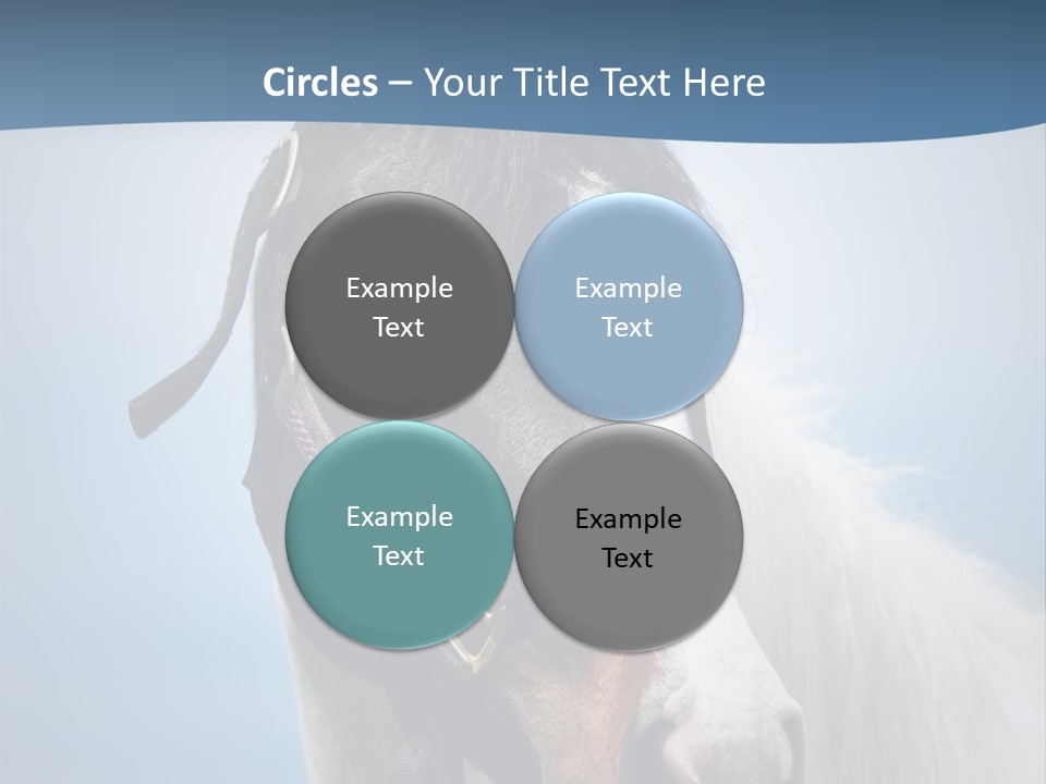 Horse Mare Face PowerPoint Template