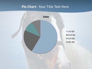 Horse Mare Face PowerPoint Template