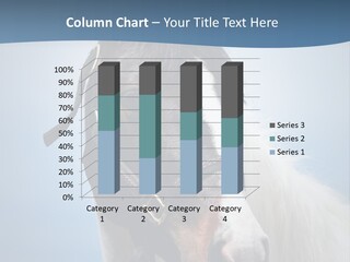 Horse Mare Face PowerPoint Template