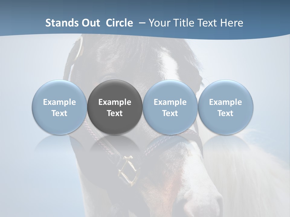 Horse Mare Face PowerPoint Template
