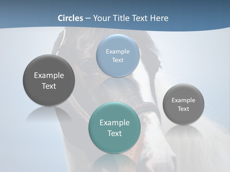 Horse Mare Face PowerPoint Template