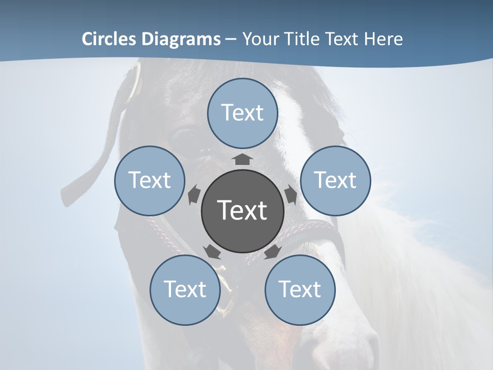 Horse Mare Face PowerPoint Template