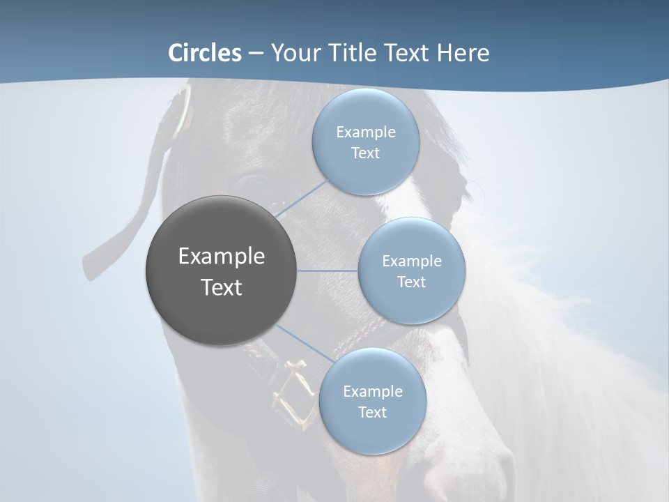 Horse Mare Face PowerPoint Template