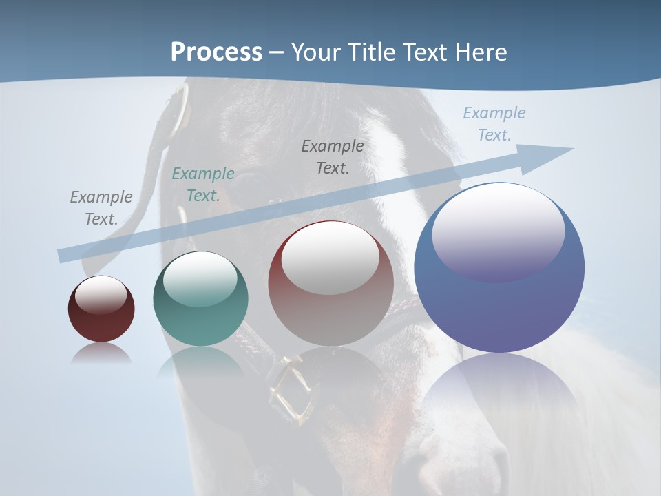 Horse Mare Face PowerPoint Template