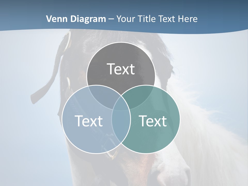 Horse Mare Face PowerPoint Template