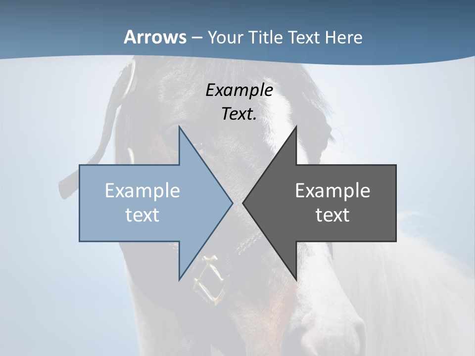 Horse Mare Face PowerPoint Template