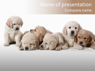 Mammal Portrait Retriever PowerPoint Template