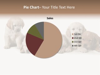 Mammal Portrait Retriever PowerPoint Template