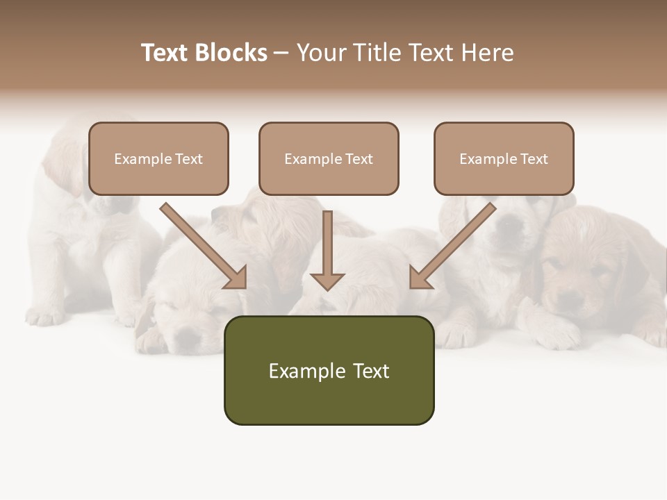Mammal Portrait Retriever PowerPoint Template