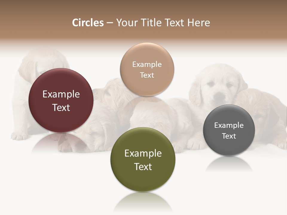 Mammal Portrait Retriever PowerPoint Template
