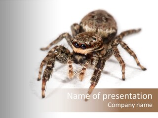 Animal Arachnida White PowerPoint Template