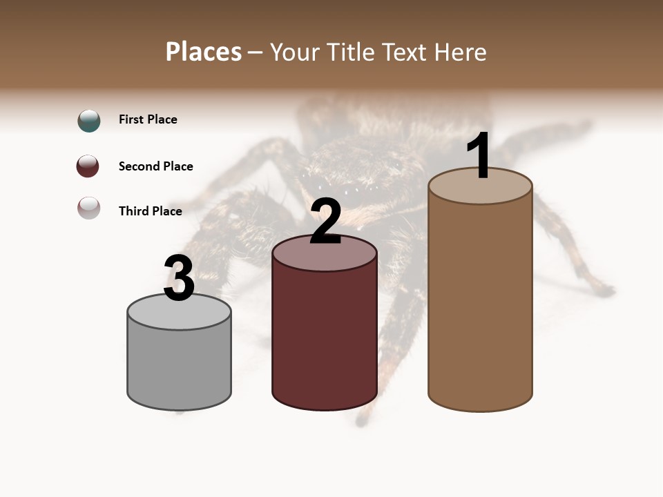 Animal Arachnida White PowerPoint Template