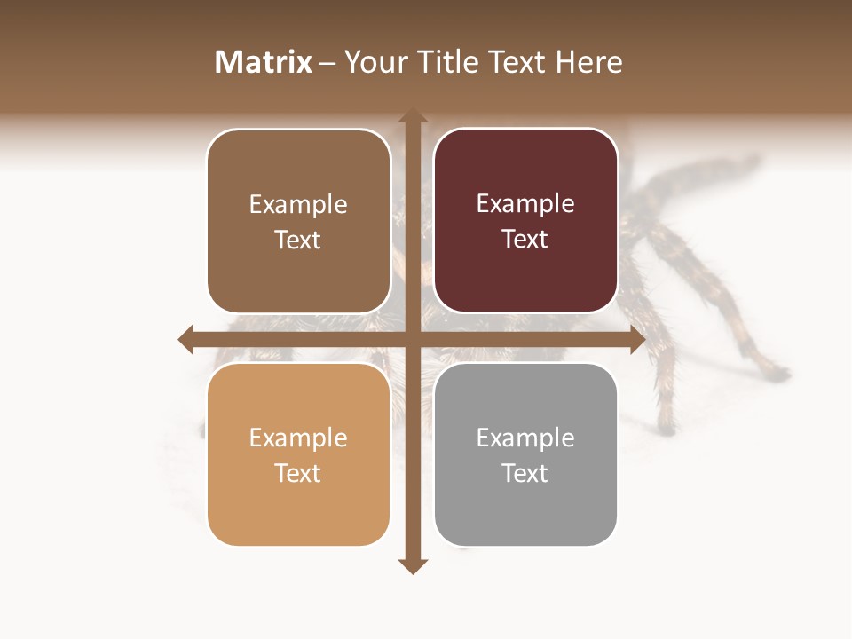 Animal Arachnida White PowerPoint Template