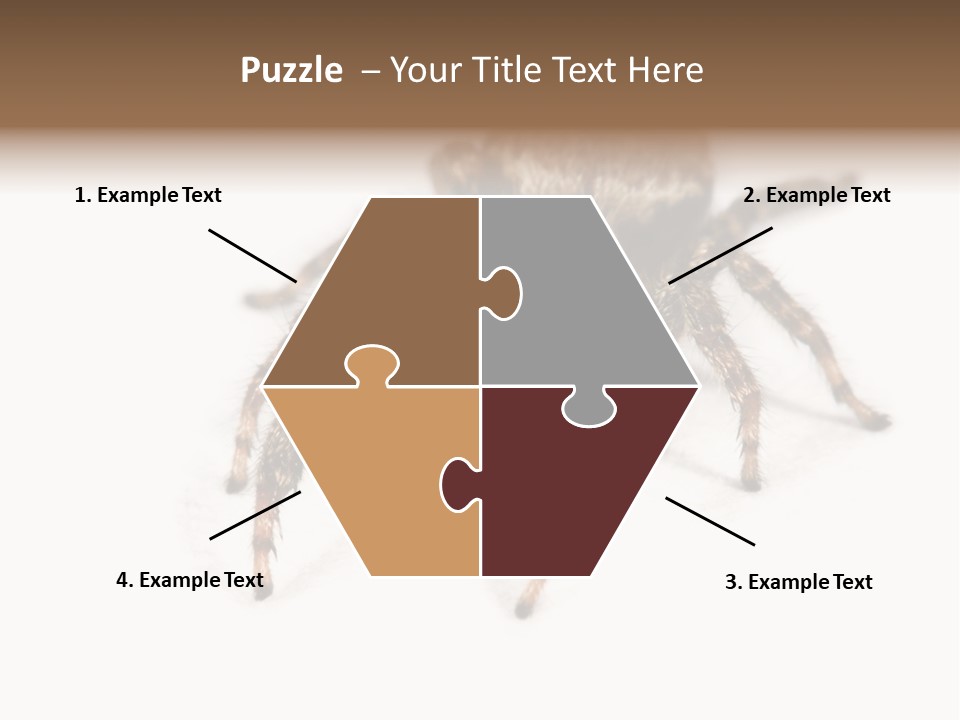 Animal Arachnida White PowerPoint Template