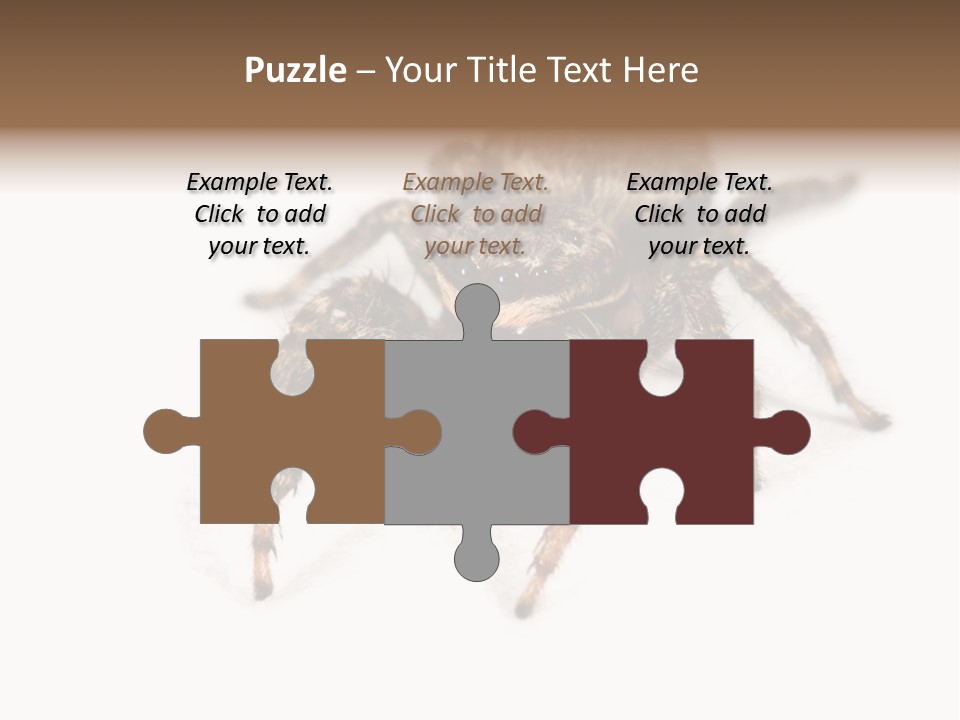 Animal Arachnida White PowerPoint Template