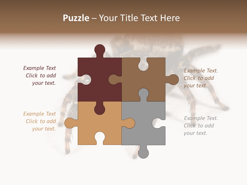 Animal Arachnida White PowerPoint Template