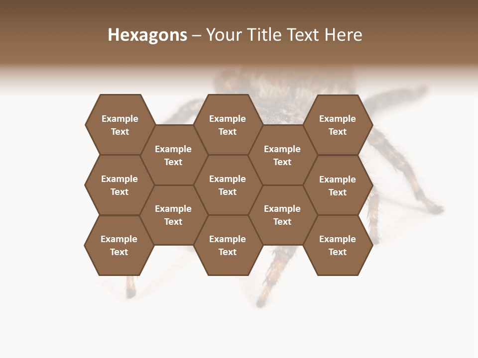 Animal Arachnida White PowerPoint Template