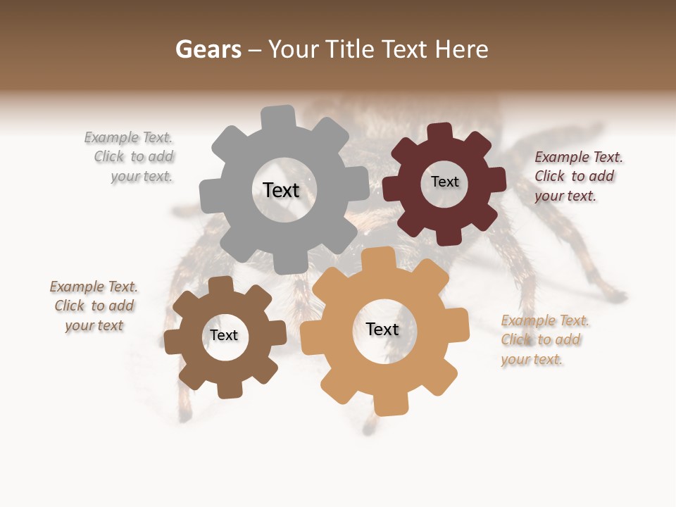 Animal Arachnida White PowerPoint Template