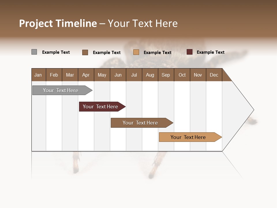 Animal Arachnida White PowerPoint Template