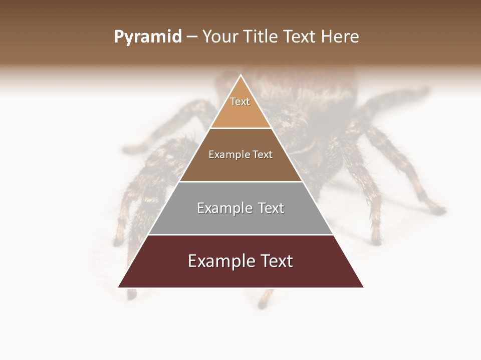 Animal Arachnida White PowerPoint Template