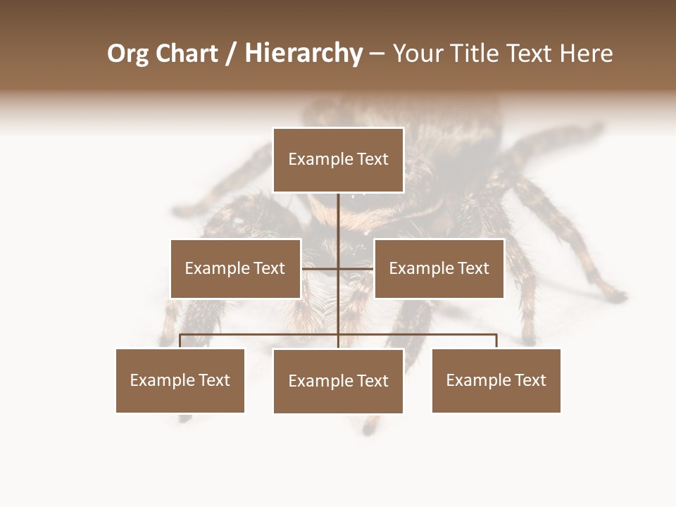 Animal Arachnida White PowerPoint Template
