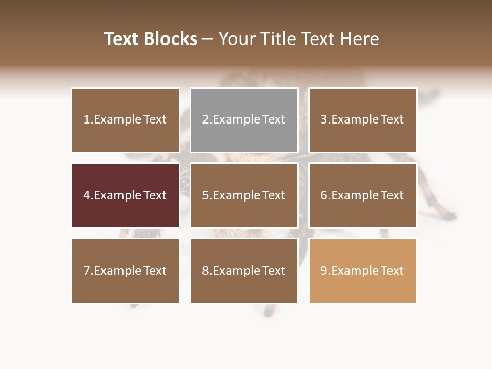 Animal Arachnida White PowerPoint Template