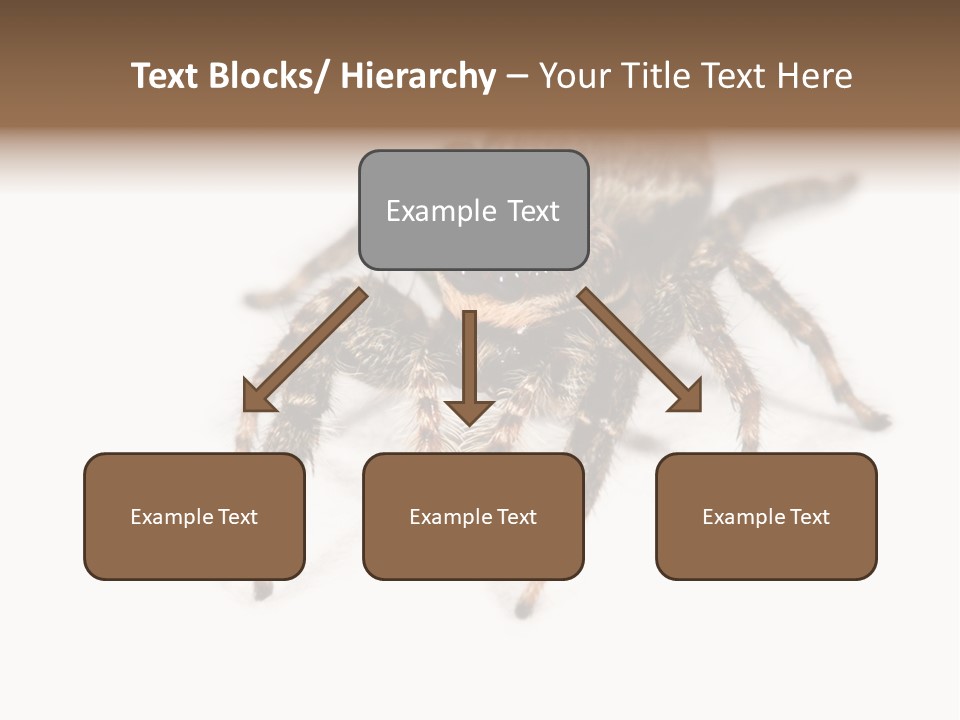 Animal Arachnida White PowerPoint Template
