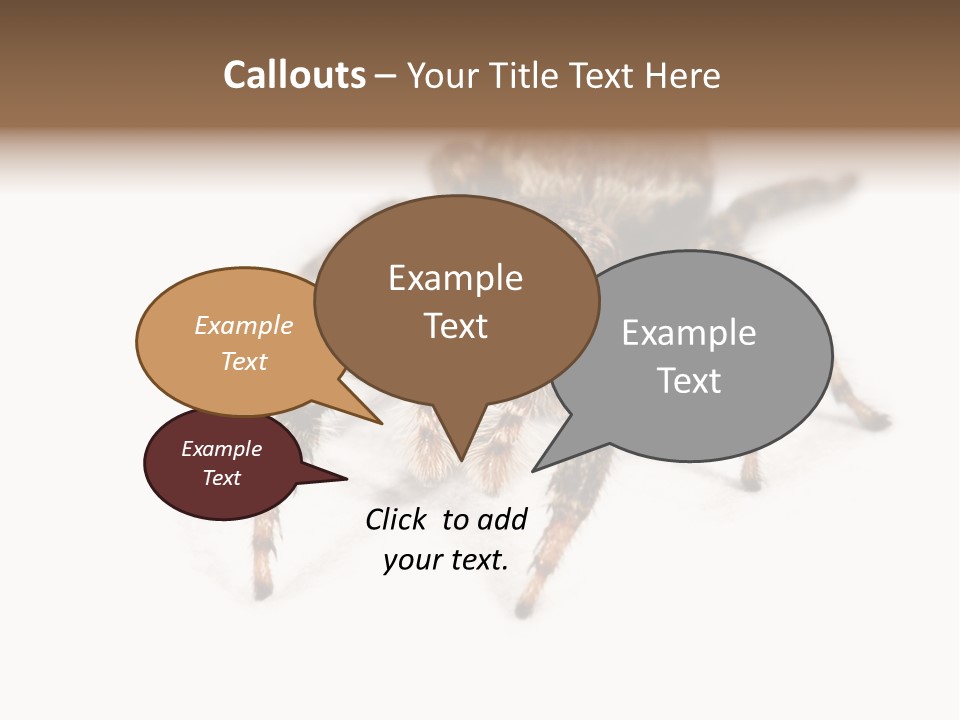 Animal Arachnida White PowerPoint Template